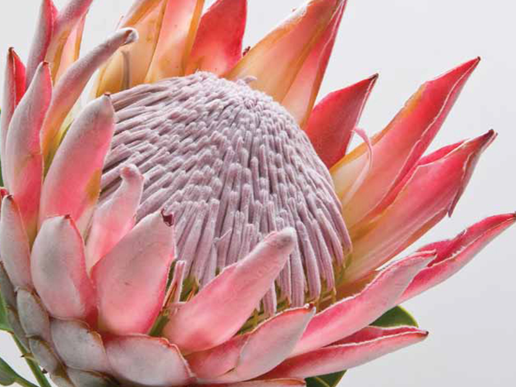 Protea